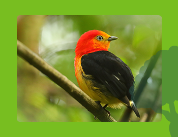 Safeguard Biodiversity